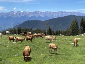Pastures d'estiu al Pirineu